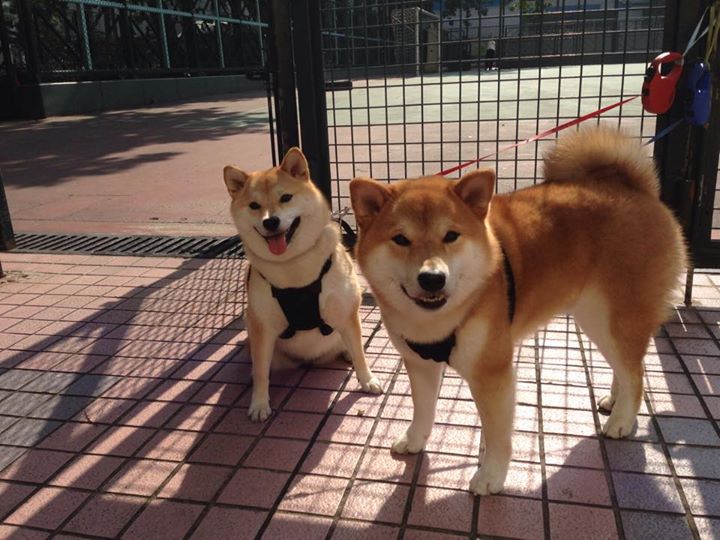 乐鱼app-NBA赛事直播技术革新，nba赛事网络直播