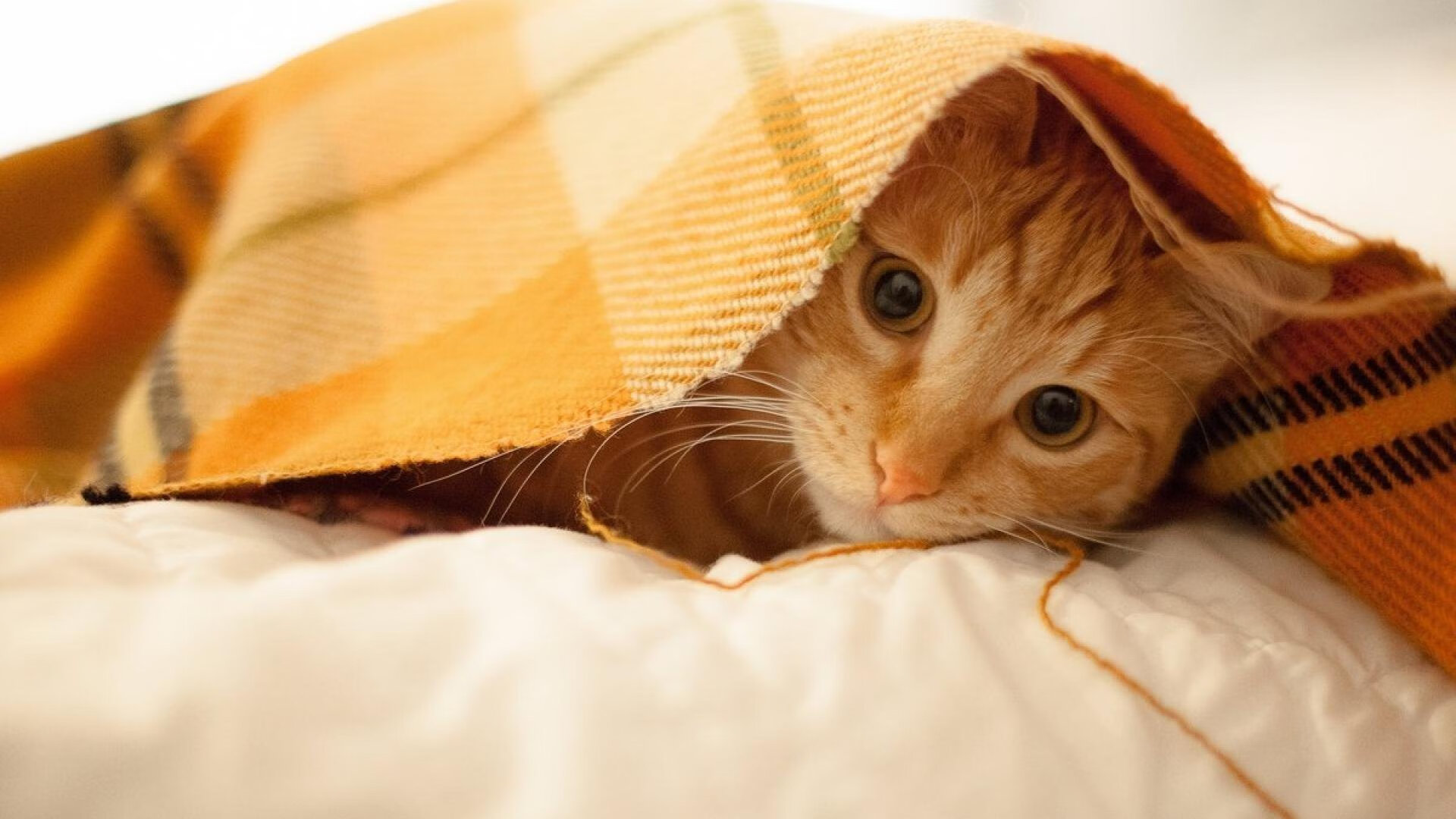 Leyu Sport登录入口-基层足球基础设施落后制约人才培养,足球培训基地建设扶持