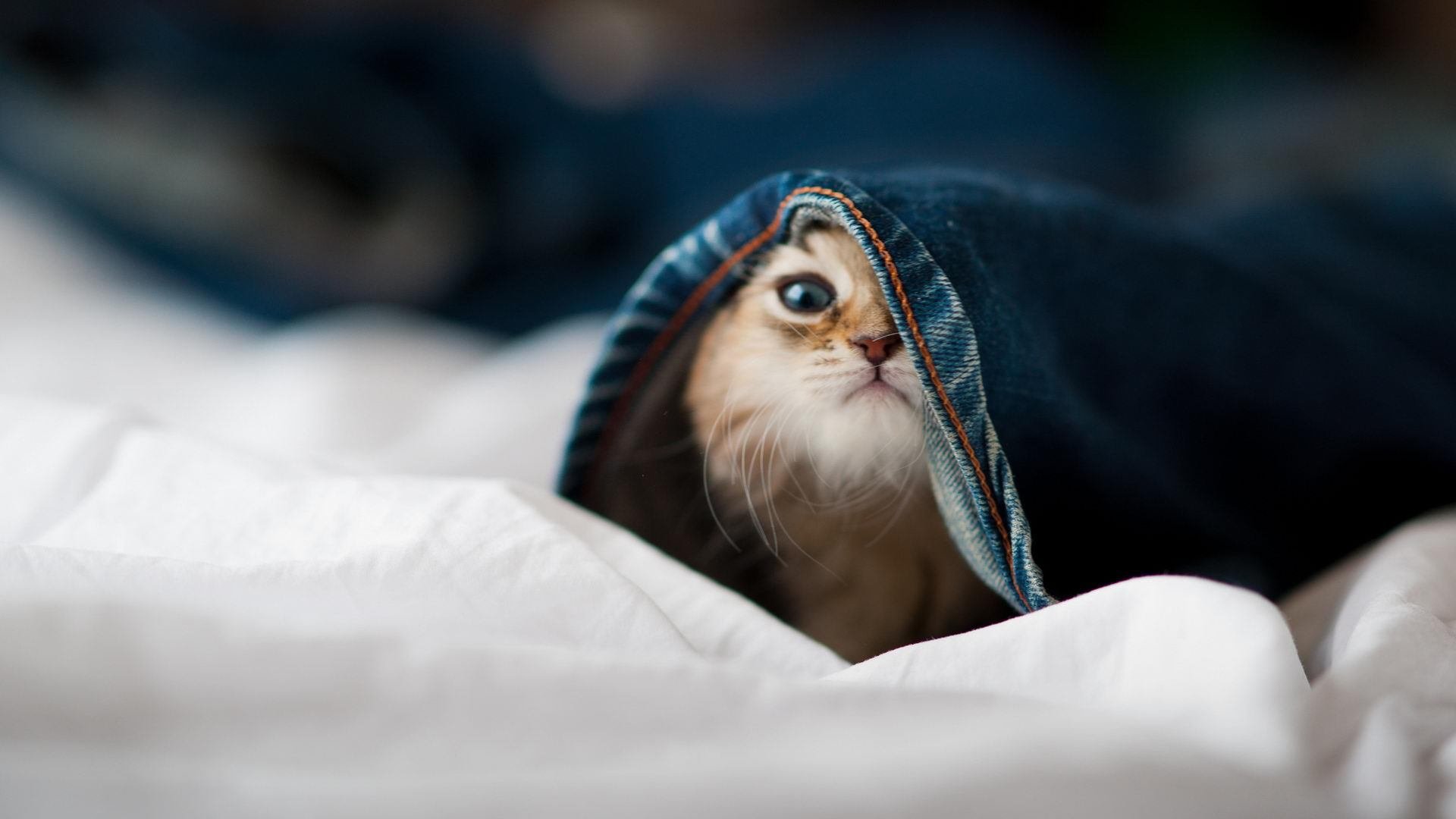 leyu乐鱼-中国女排新主攻连得十分引热议,中国女排新阵容