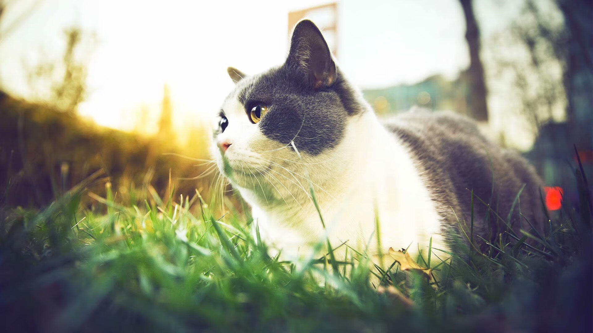 乐鱼体育-巴特尔通过强硬防守和精准抢断，增强袋鼠队防线的稳定性，nba球员巴特尔