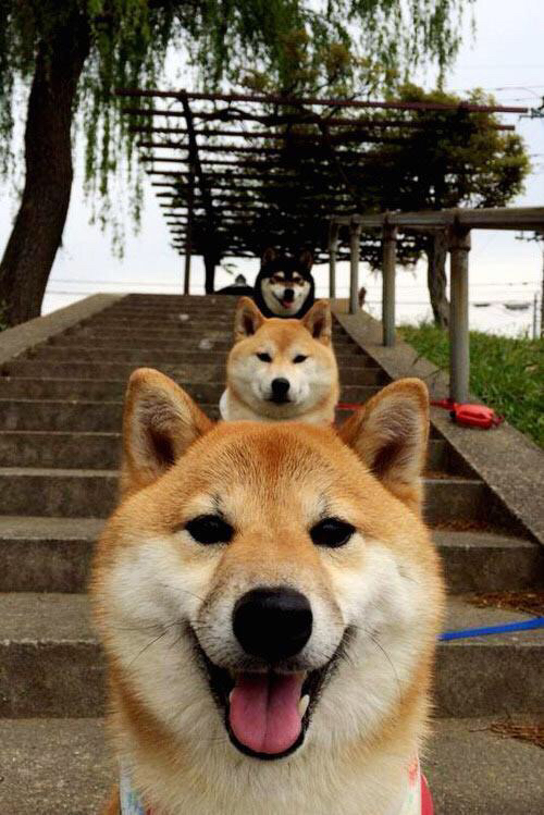 leyu乐鱼官网登录入口-希腊男篮在欧洲锦标赛中强势夺冠,荣誉再创佳绩,希腊男篮什么水平