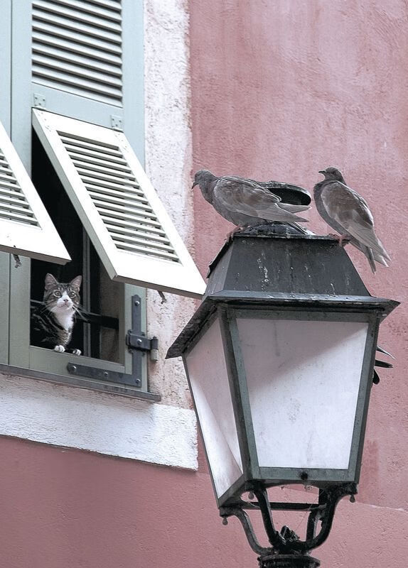 乐鱼app-中国篮球赛事在地方网络媒体的语言风格差异化研究，中国篮球文化城市